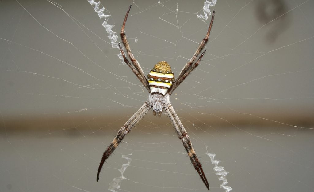 St Andrews cross spider