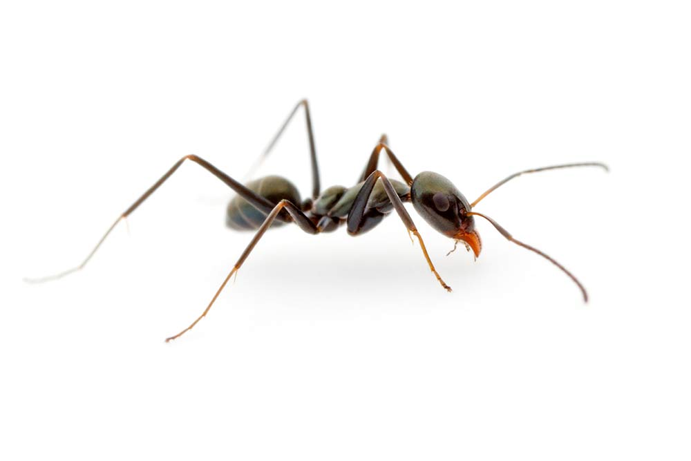 Tyrant ants