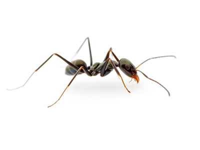 Tyrant ant
