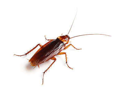 American cockroach image