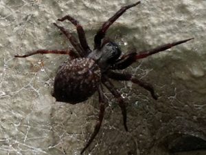 How Dangerous Is A Wolf Spider Bite? - FirstAidPro