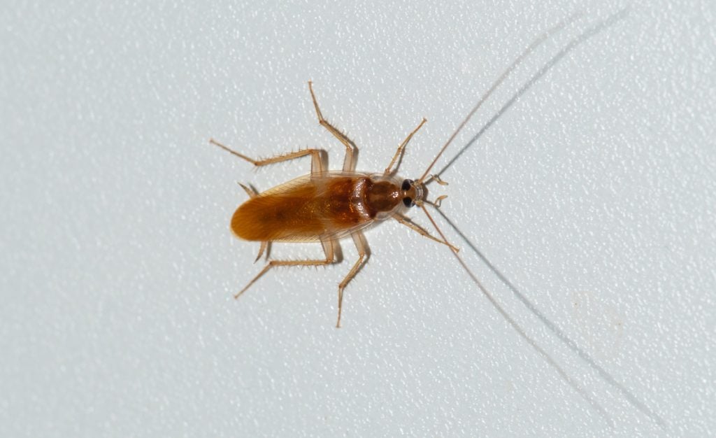 Brown banded cockroach image
