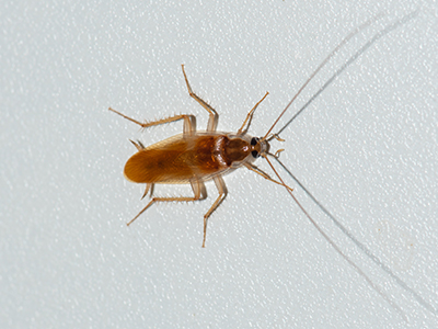 brown banded cockroach image