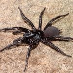 funnel web spider
