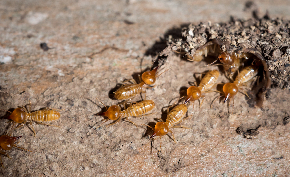 Nasutitermes termite soldiers