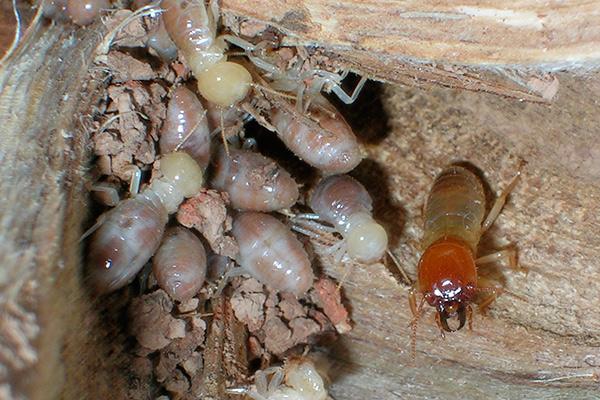 Termite treatment image