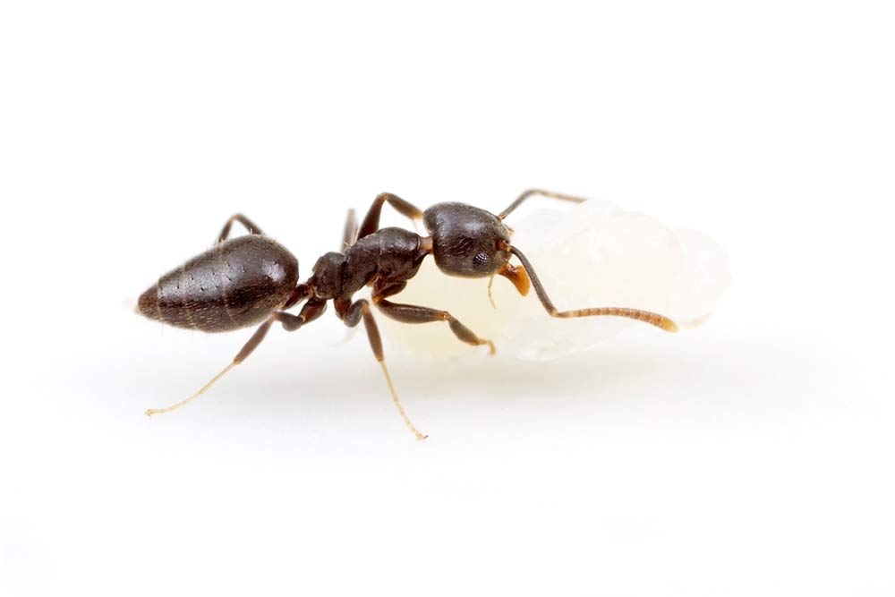 white footed house ant and larvae