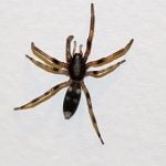 white-tailed spider
