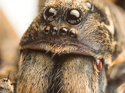 Eye arrangement of a wolf spider