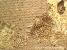 Drywood termites