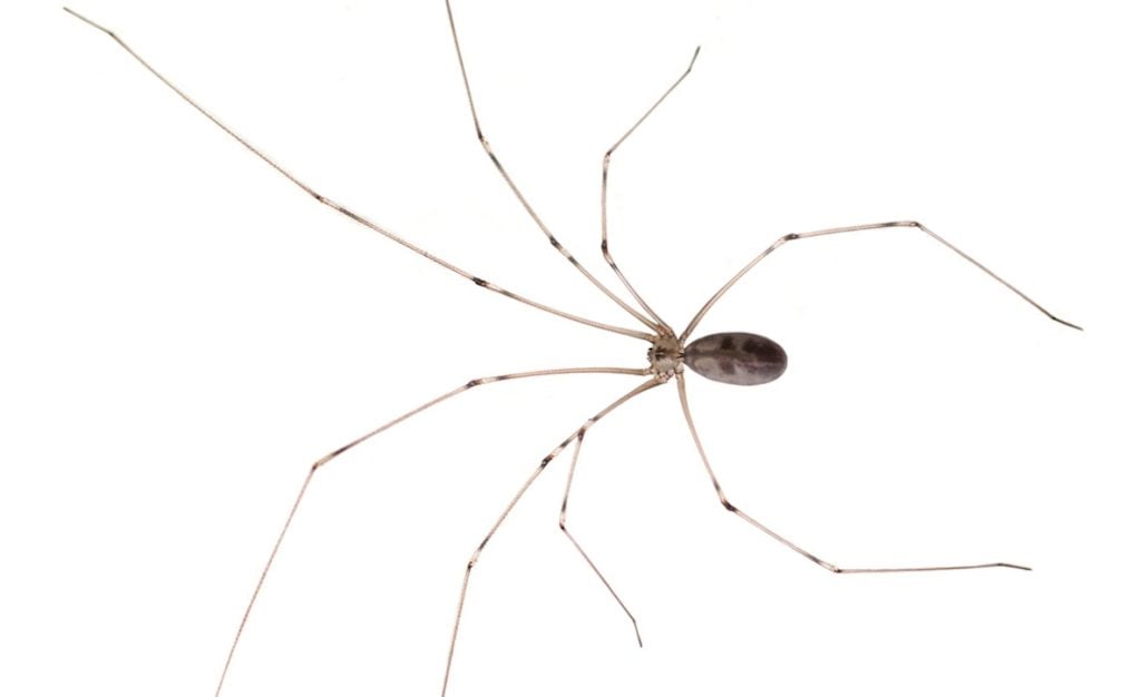 Female Daddy Long-legs Spider (Pholcus phalangioides) and eggs