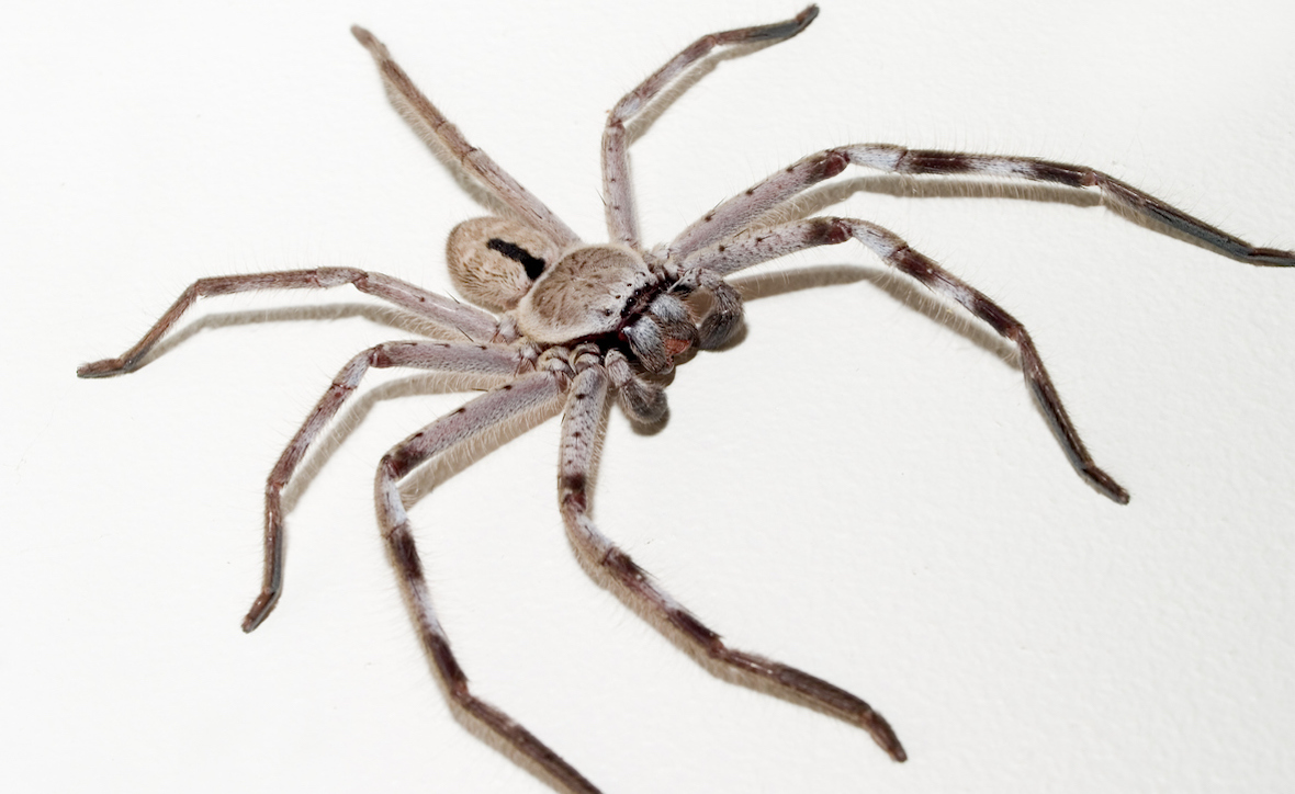 Huntsman Spiders Found In Napier