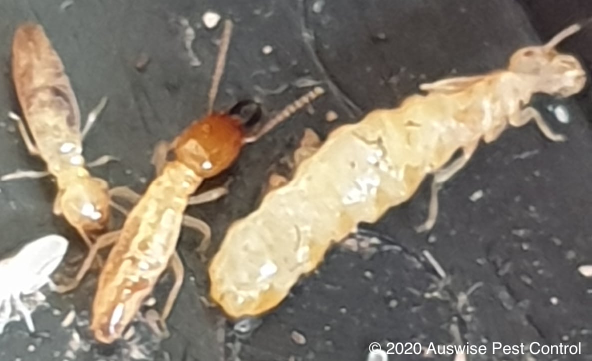 Microcerotermes Termites in Australia - Professional Pest Manager