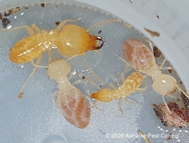 Schedorhinotermes termites soldiers and workers