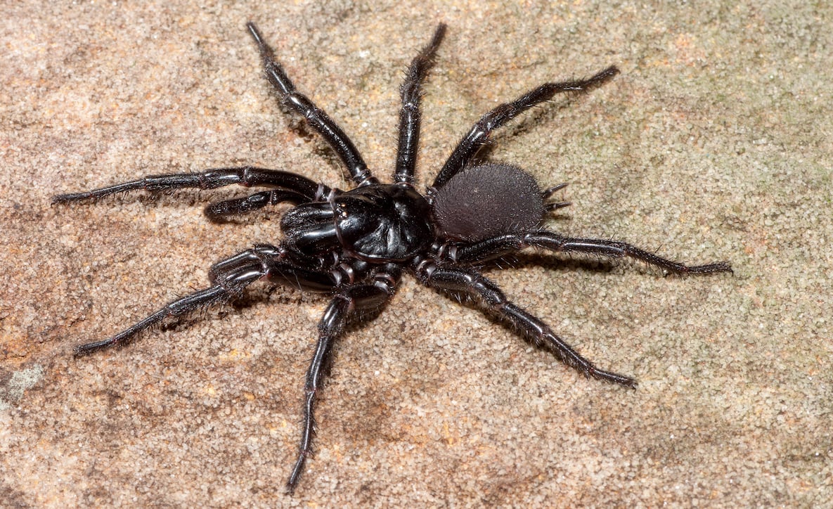 do funnel web spiders travel in pairs