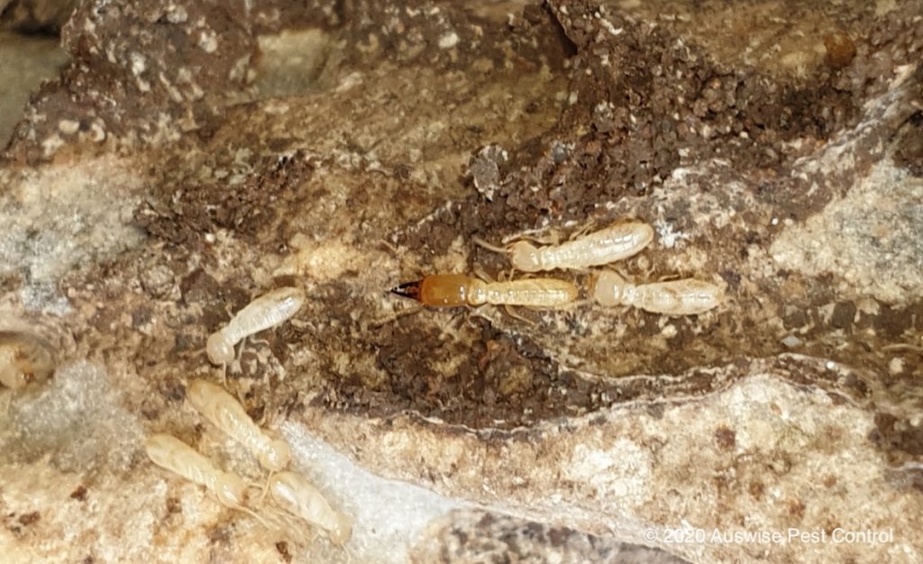Heterotermes termite soldier and workers