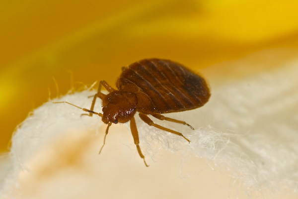 Adult bed bug on sheet