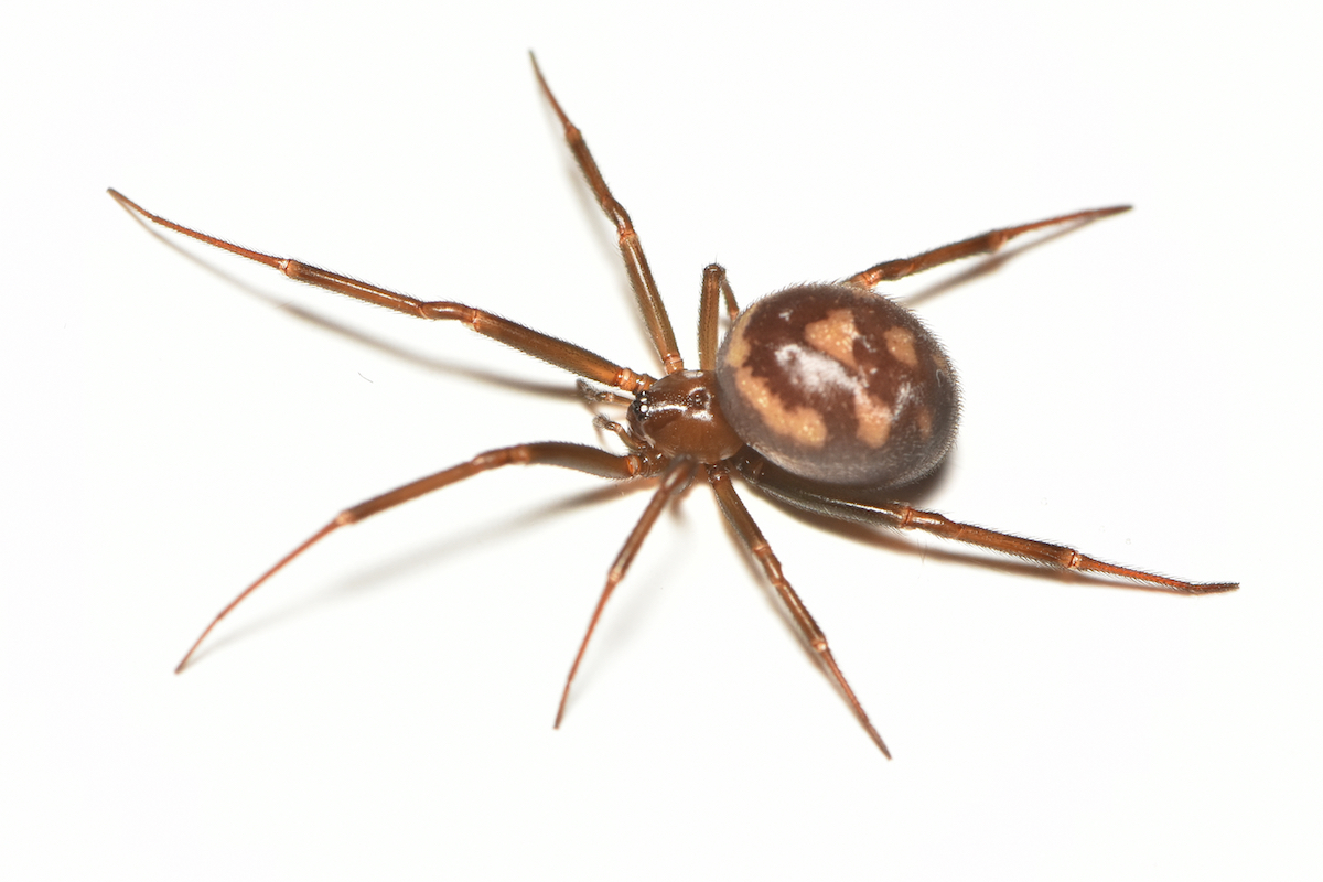 False widow spider image