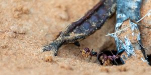 Sahara desert ants