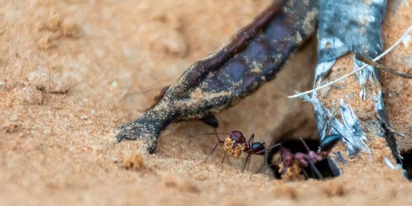 Sahara desert ants