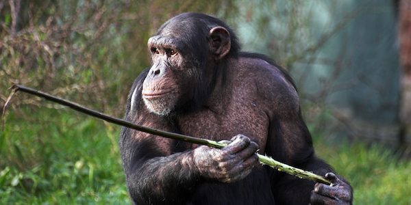 termite-fishing chimpanzee