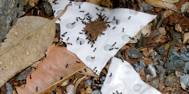 A preference trial with white-footed house ants
