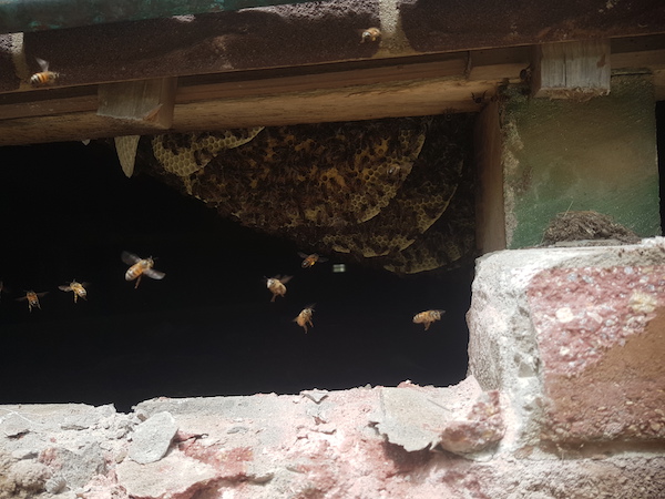 Remove bricks to improve access to sub-floor bee nest