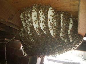 Bee nest in sub-floor