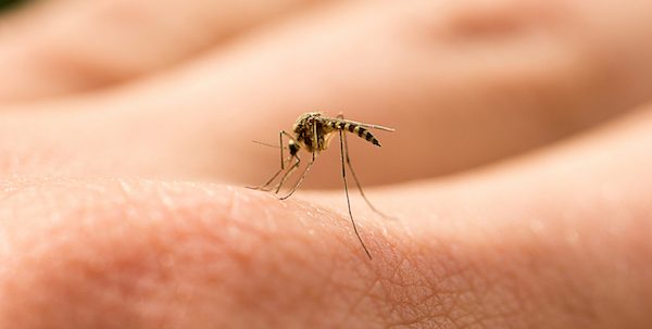 Mosquito landing on skin without DEET