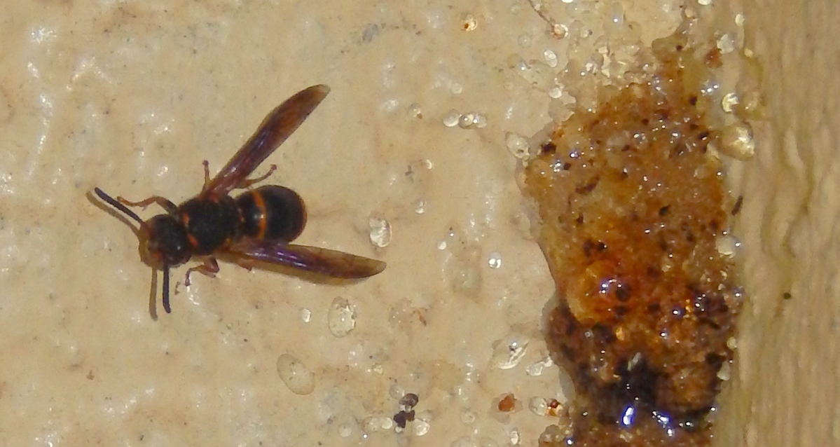 Resin potter wasp image