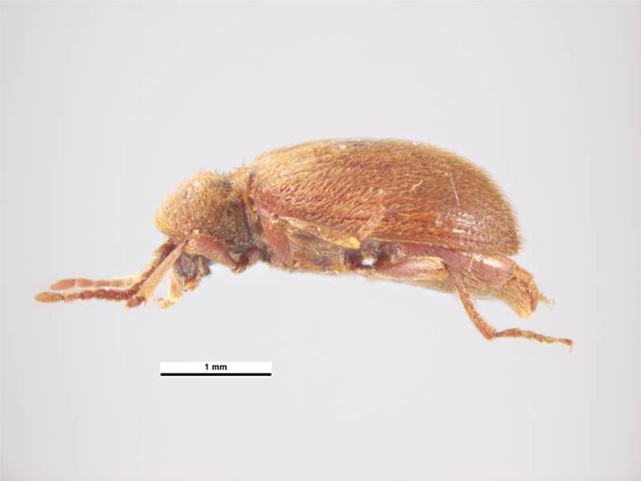 Australian spider beetle female image