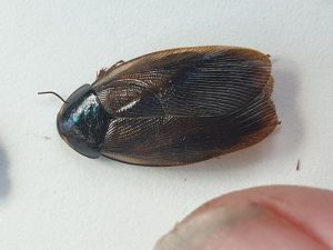 Surinam cockroach image