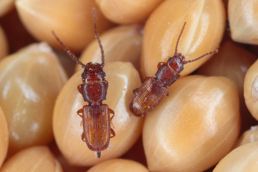 Flat grain beetle banner image