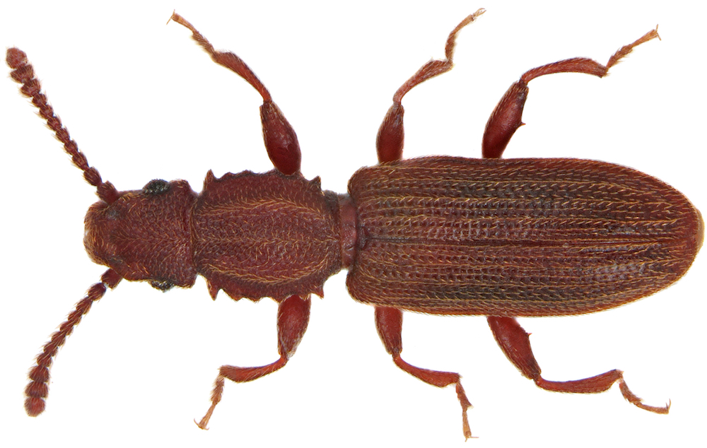 Sawtoothed grain beetle banner image