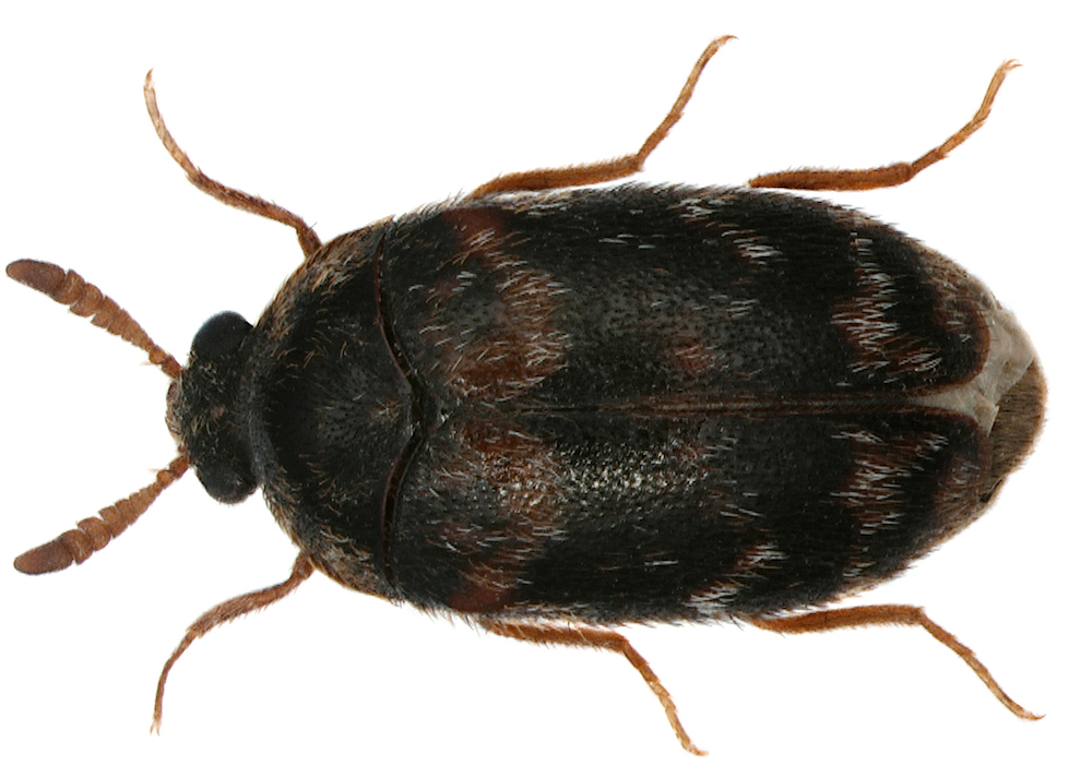 Warehouse beetle