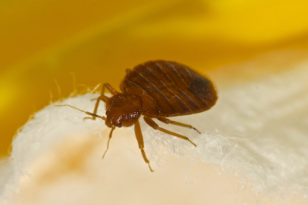 Adult common Bed bug