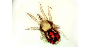 Red poultry mite image