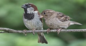 Two House Sparrows