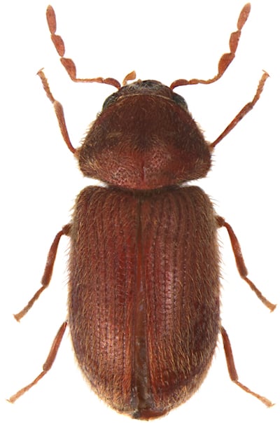 Drugstore beetle