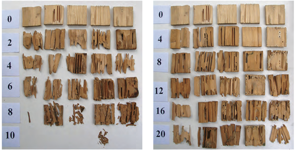 Brown rot and white rot samples
