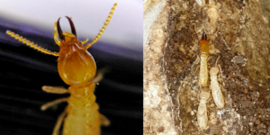 Coptotermes and heterotermes termites