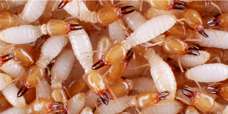 Coptotermes hybrid termites