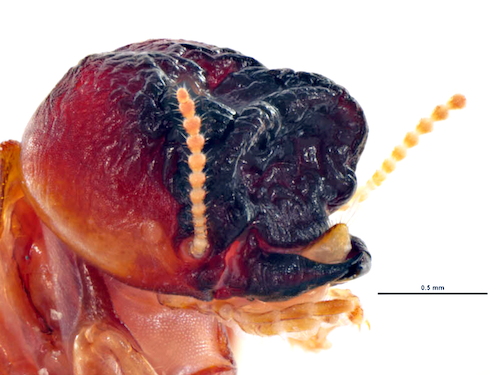 Close up of drywood termite under a microscope