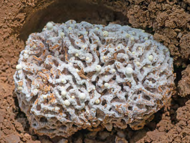 Termite fungus garden