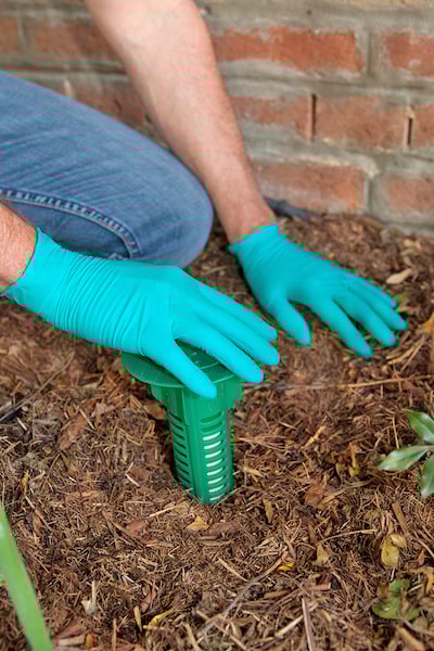 Gloved hands installing an in-ground termite baiting system