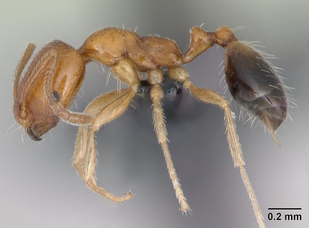 Singapore ant image