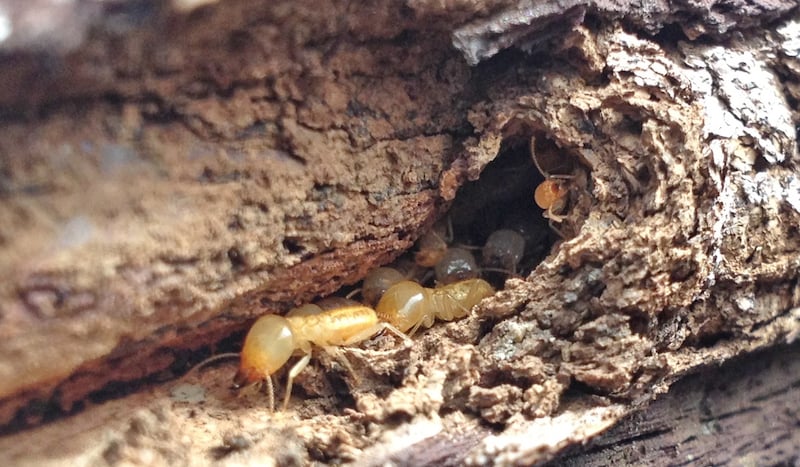 termites in a mud tube