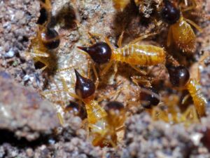Close up of three termites