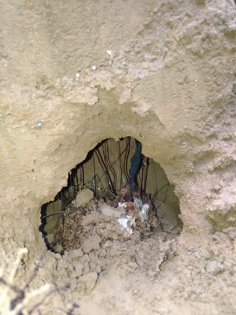 Termite Baiting Research - Professional Pest Manager