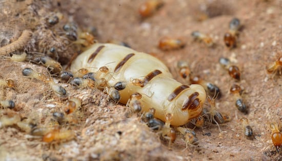 Close up of a termite queen surrounded by termites